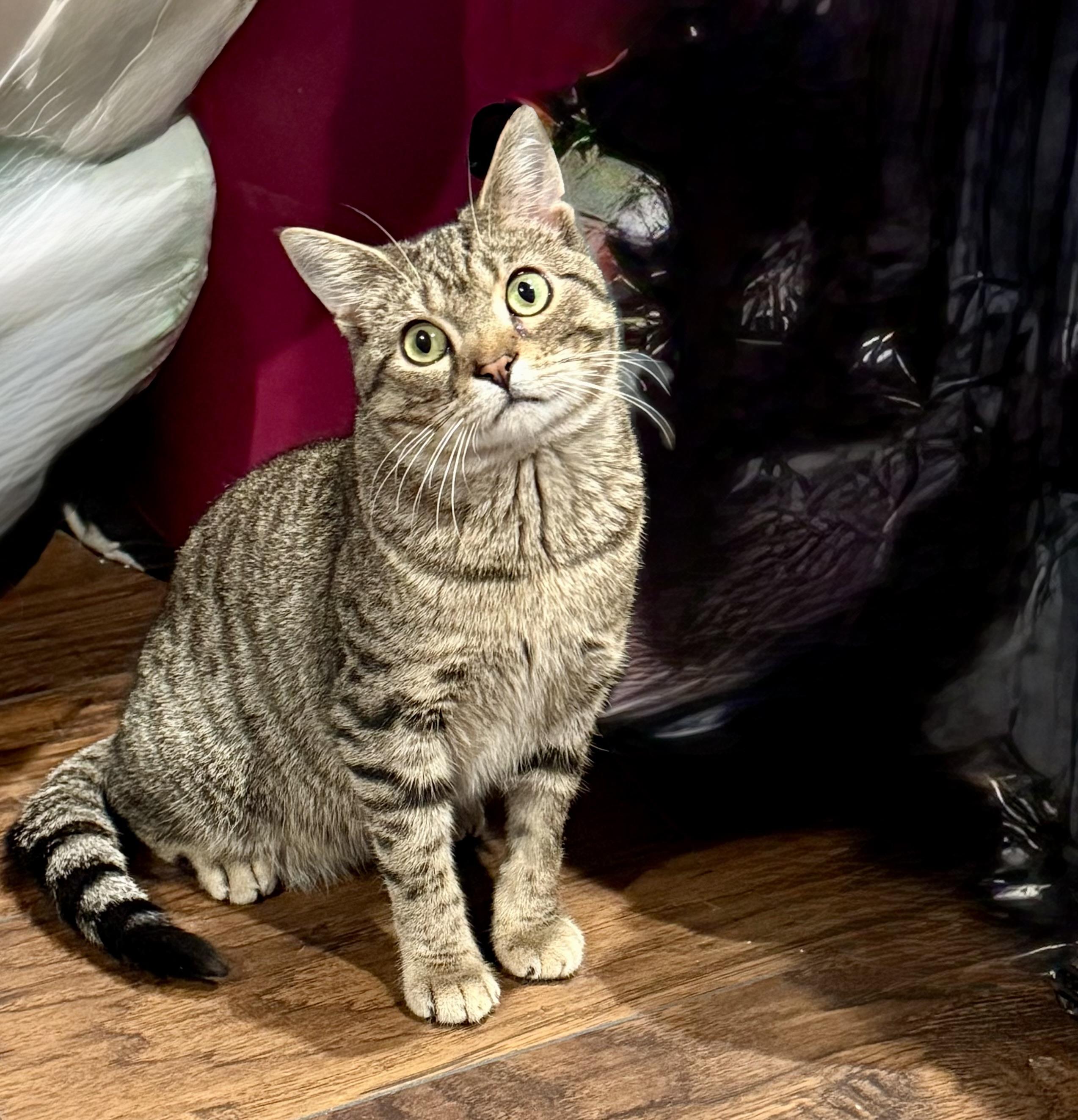 Duke Purrington, a ADOPTABLE Domestic Short Hair in Staten Island, NY image 2/5