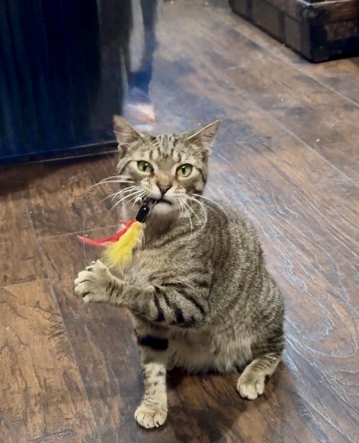 Duke Purrington, a ADOPTABLE Domestic Short Hair in Staten Island, NY image 4/5