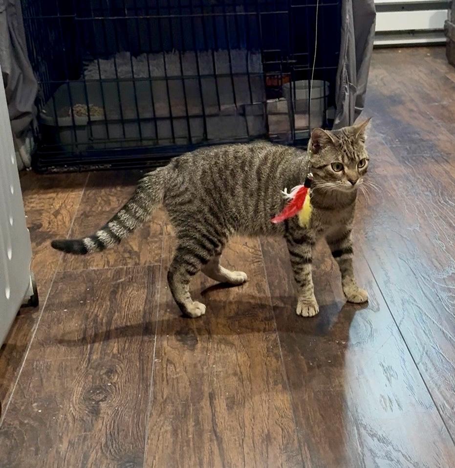 Duke Purrington, a ADOPTABLE Domestic Short Hair in Staten Island, NY image 3/5