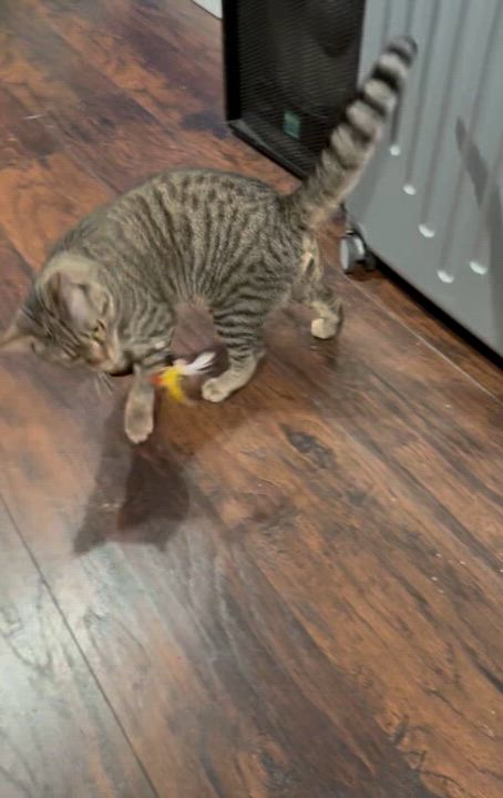 Enlarge Duke Purrington, a ADOPTABLE Domestic Short Hair in Staten Island, NY video 5/5
