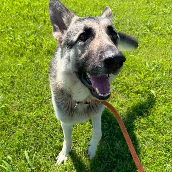 Orion, Adoptable, Adult Male German Shepherd Dog.