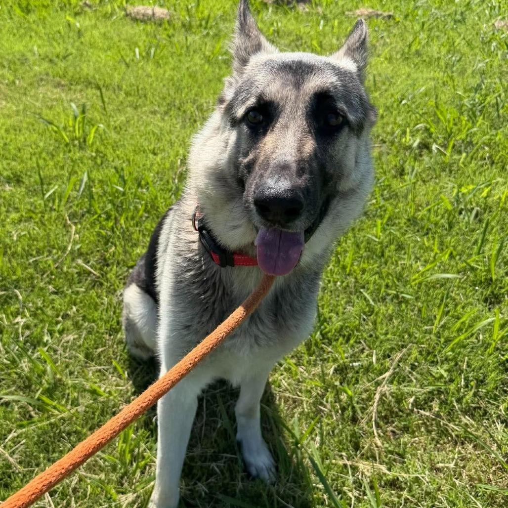 Enlarge Orion, a Adoptable German Shepherd Dog in Vinita, OK image 2/5