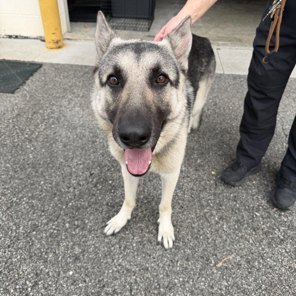Enlarge Orion, a Adoptable German Shepherd Dog in Vinita, OK image 3/5