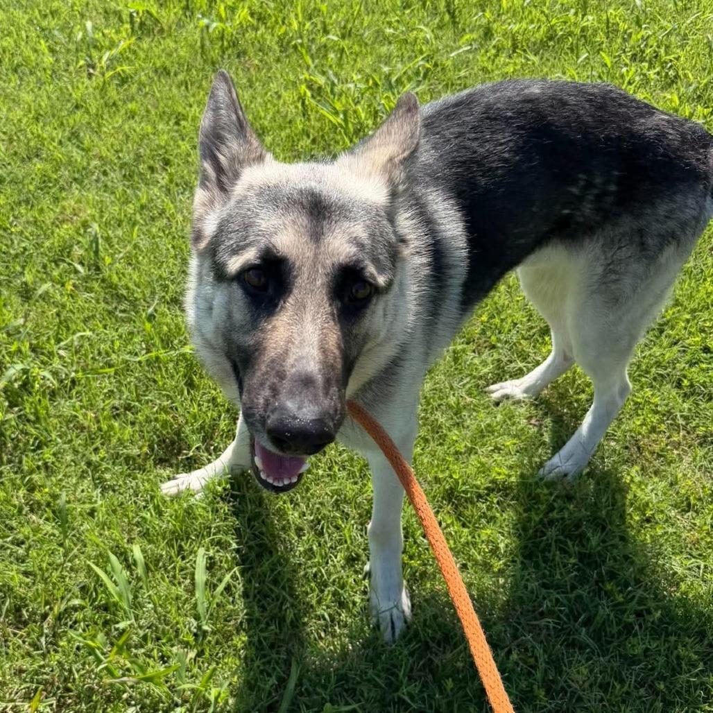 Enlarge Orion, a Adoptable German Shepherd Dog in Vinita, OK image 4/5