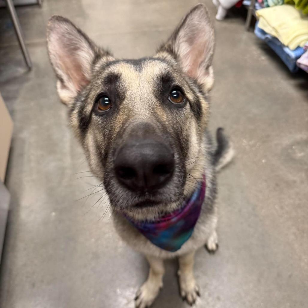 Enlarge Orion, a Adoptable German Shepherd Dog in Vinita, OK image 5/5