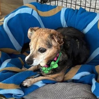 Enlarge Violet, a Adoptable Beagle in Rockville, MD image 4/6