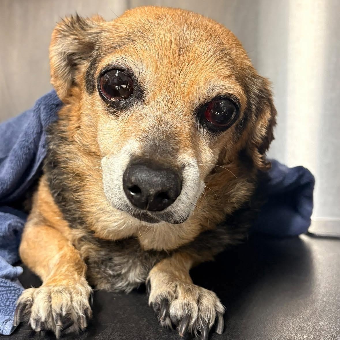 Violet, Adoptable, Senior Female Beagle.