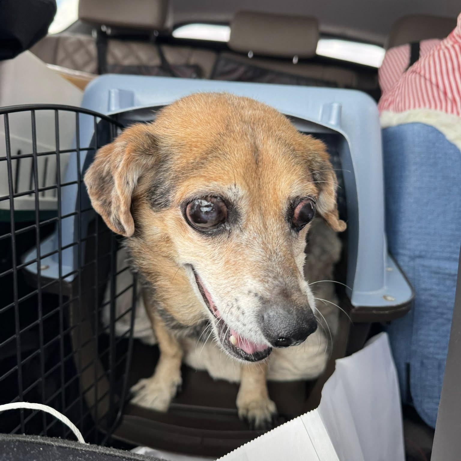 Violet, Adoptable, Senior Female Beagle.