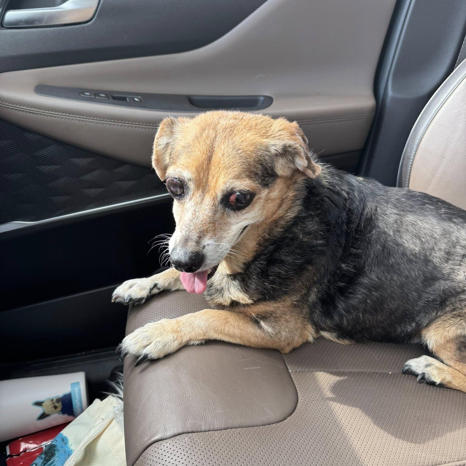 Violet, a Adoptable Beagle in Rockville, MD image 5/5