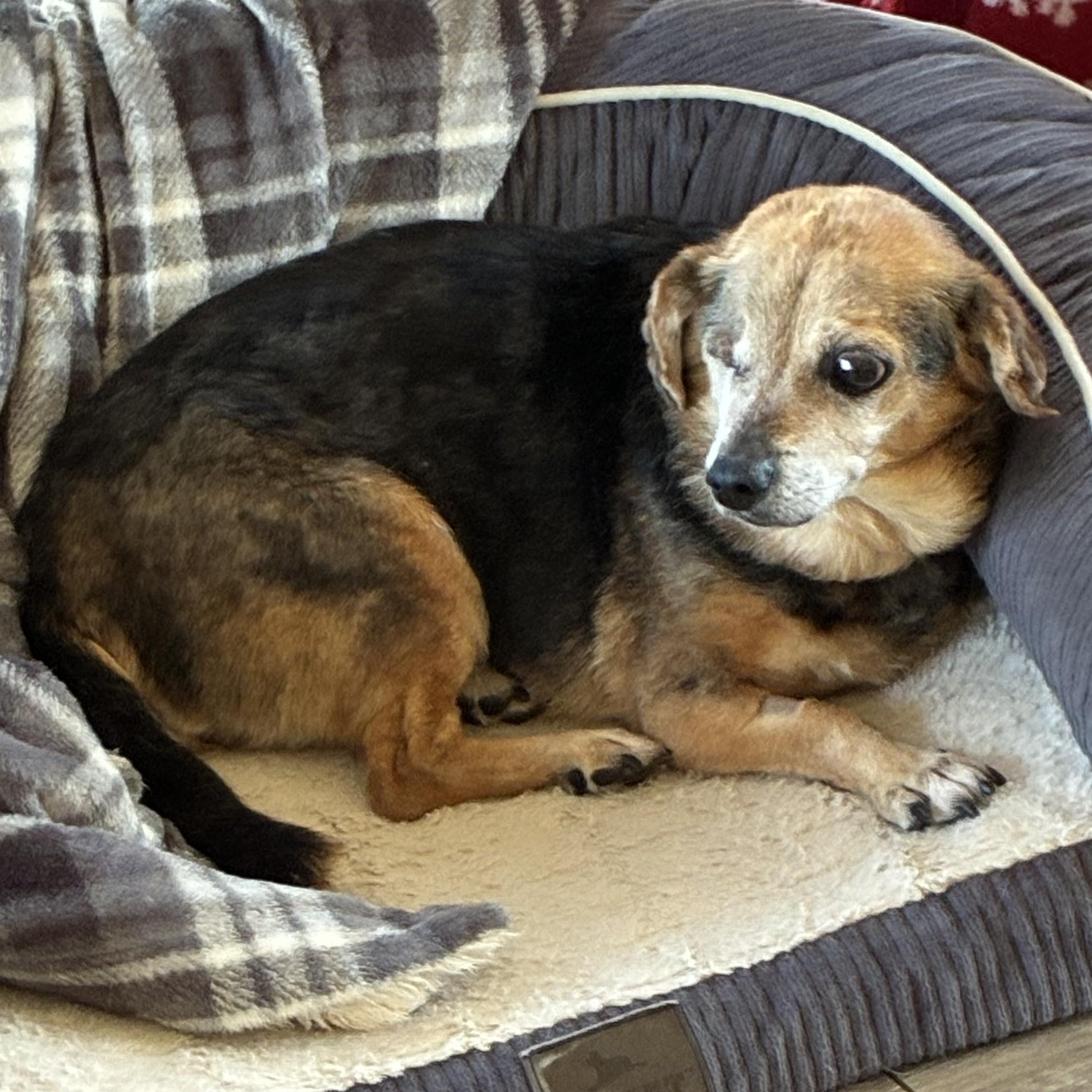 Violet, Adoptable, Senior Female Beagle.