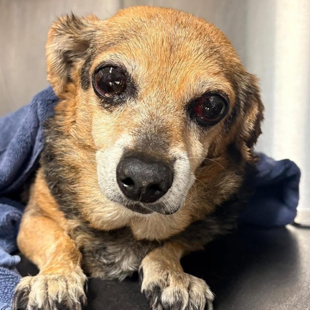 Enlarge Violet, a Adoptable Beagle in Rockville, MD image 3/6