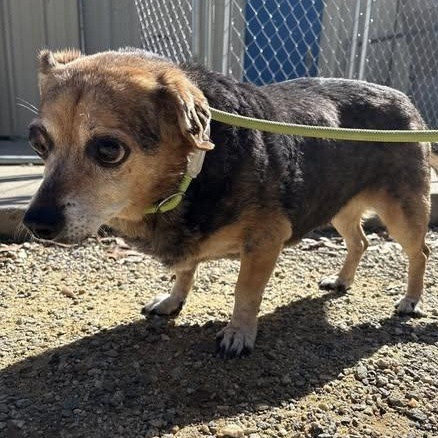 Enlarge Violet, a Adoptable Beagle in Rockville, MD image 3/6