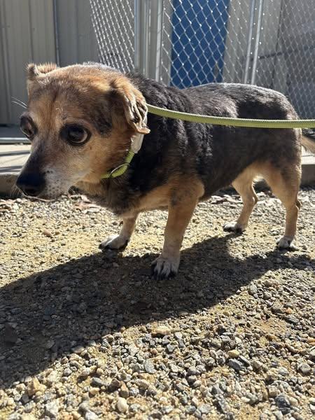Violet, a Adoptable Beagle in Rockville, MD image 2/5