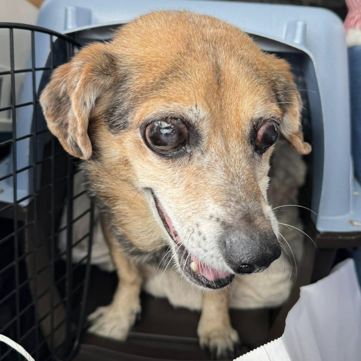 Enlarge Violet, a Adoptable Beagle in Rockville, MD image 2/6