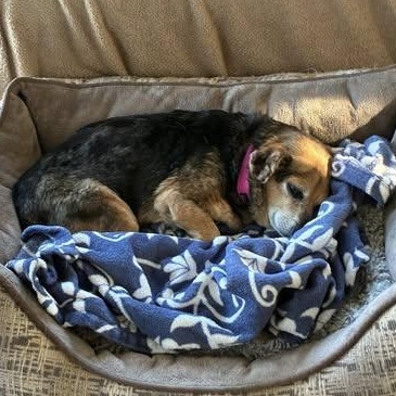 Violet, a Adoptable Beagle in Rockville, MD image 3/5