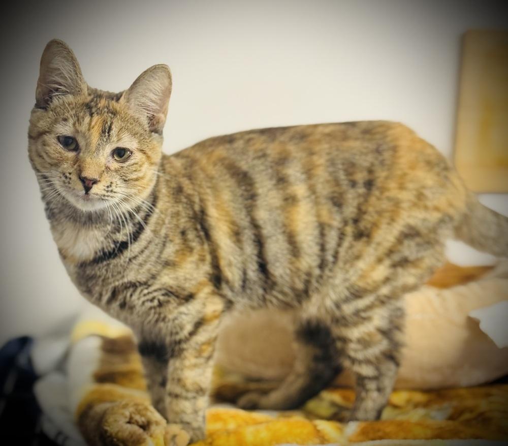 Enlarge Zeni, a Adoptable mixed breed in Jackson, GA image 2/6