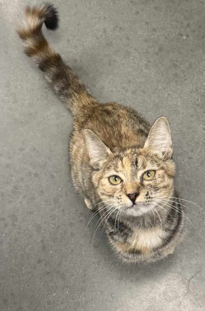 Enlarge Zeni, a Adoptable mixed breed in Jackson, GA image 4/6