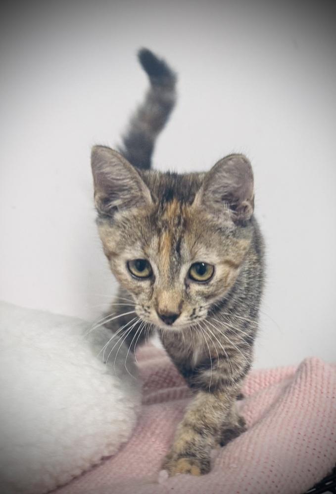 Enlarge Zeni, a Adoptable mixed breed in Jackson, GA image 5/6