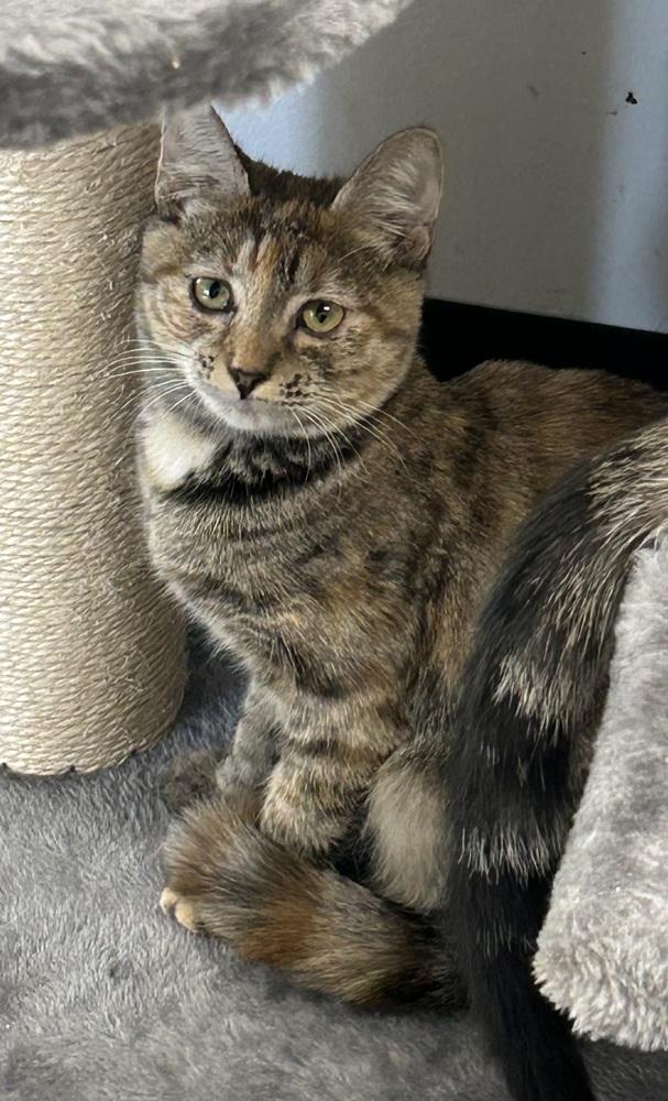 Enlarge Zeni, a Adoptable mixed breed in Jackson, GA image 6/6