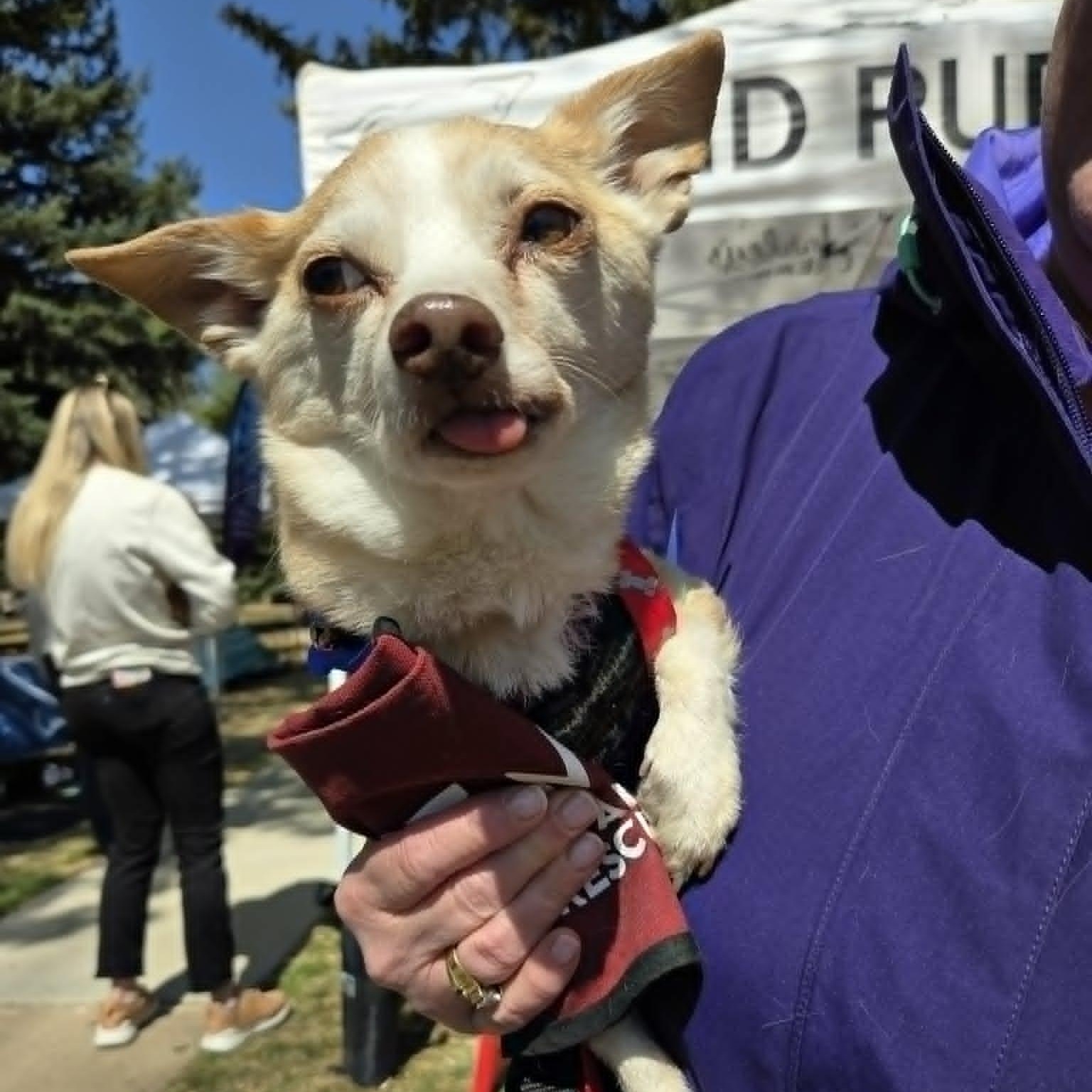 Enlarge WILLIS (fka Gerald), a ADOPTABLE mixed breed in Loveland, CO image 4/6
