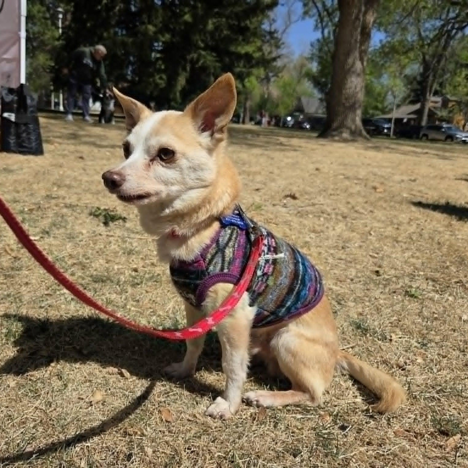 Enlarge WILLIS (fka Gerald), a ADOPTABLE mixed breed in Loveland, CO image 1/6