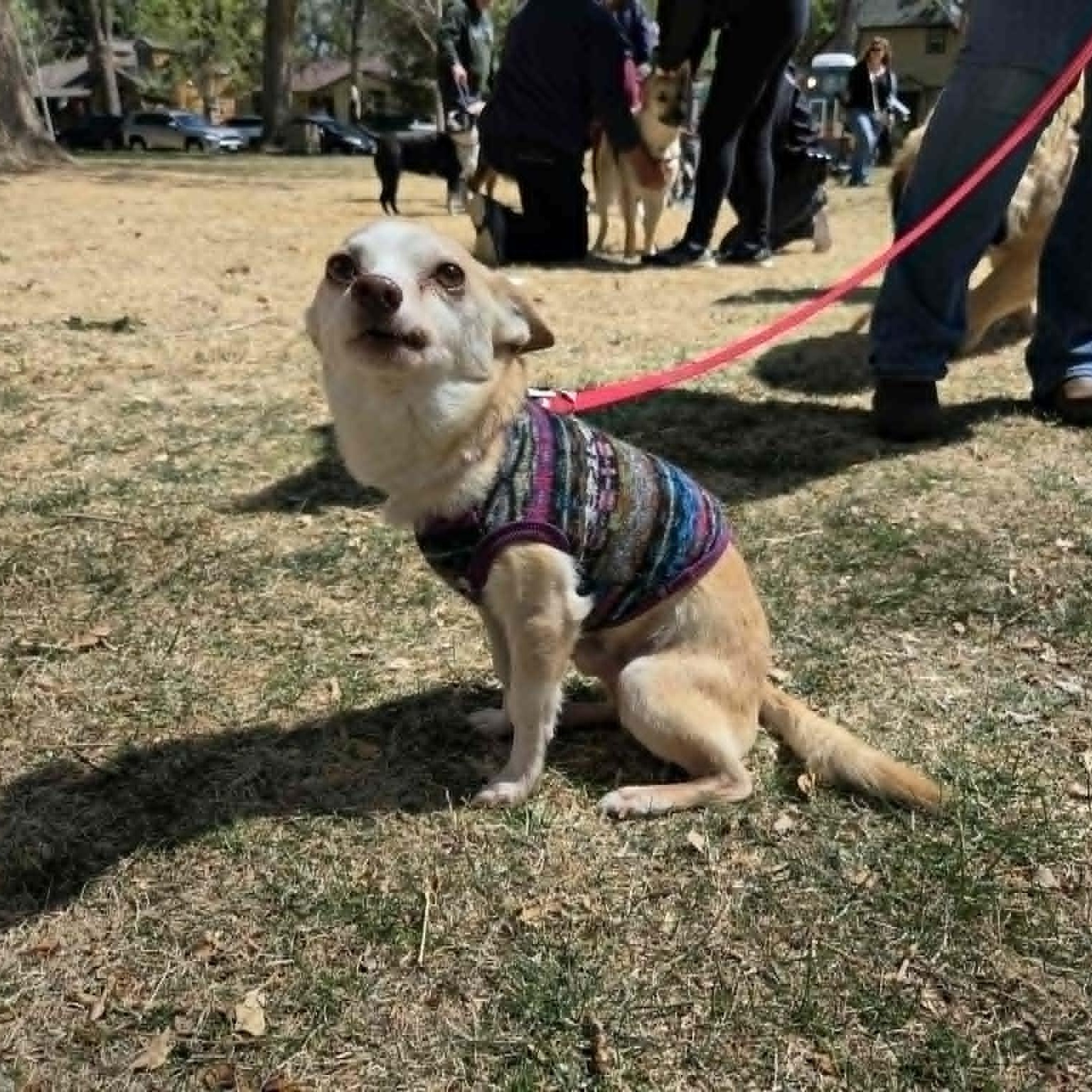 Enlarge WILLIS (fka Gerald), a ADOPTABLE mixed breed in Loveland, CO image 2/6