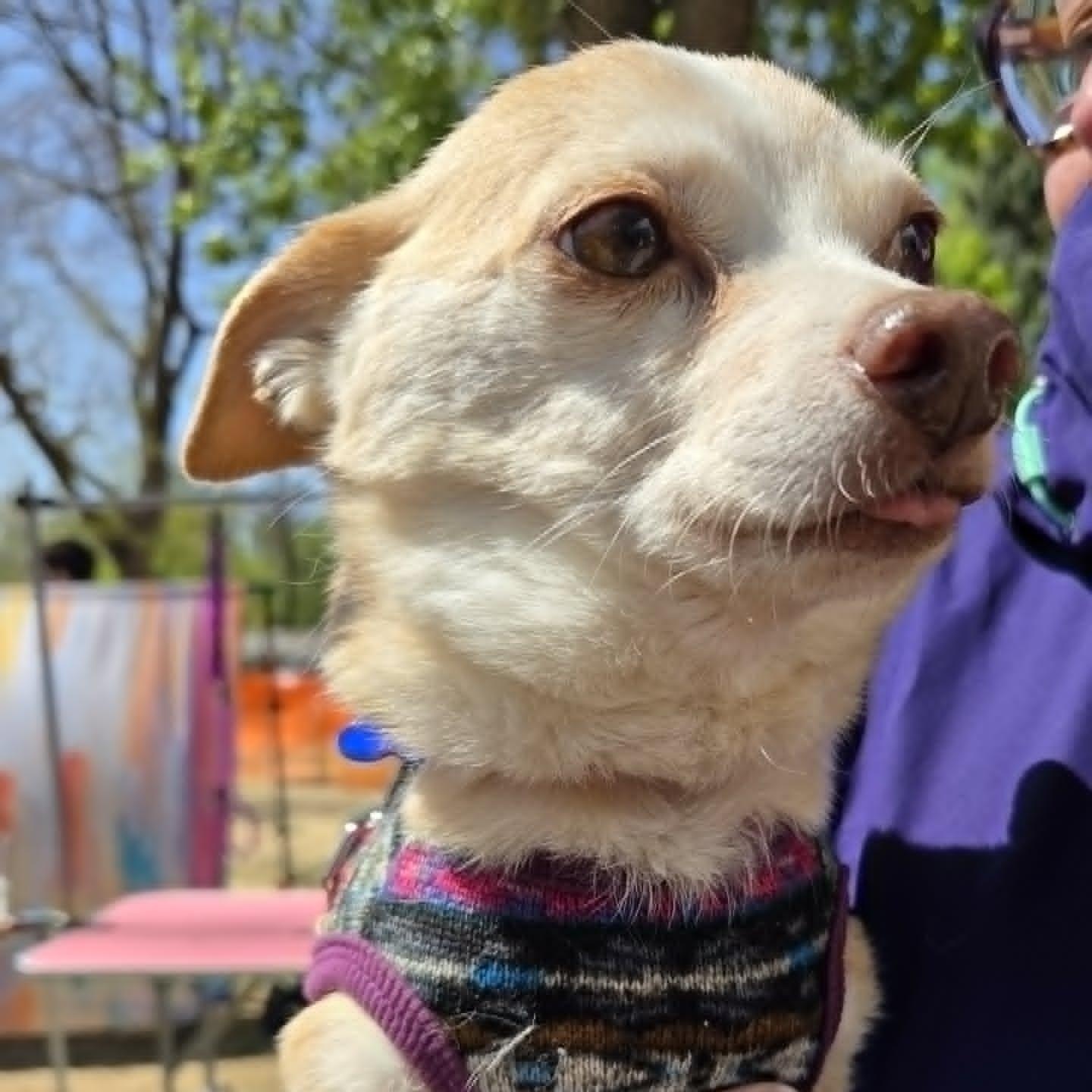 Enlarge WILLIS (fka Gerald), a ADOPTABLE mixed breed in Loveland, CO image 6/6