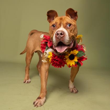 Enlarge Rufus, a Adoptable mixed breed in Atlanta, GA image 1/3