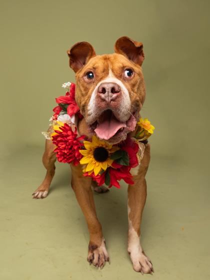 Enlarge Rufus, a Adoptable mixed breed in Atlanta, GA image 2/3