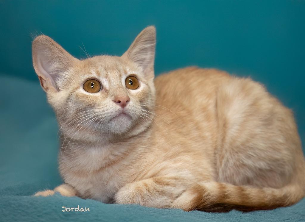 Jordan, a Adoptable mixed breed in Hot Springs Village, AR image 1/2