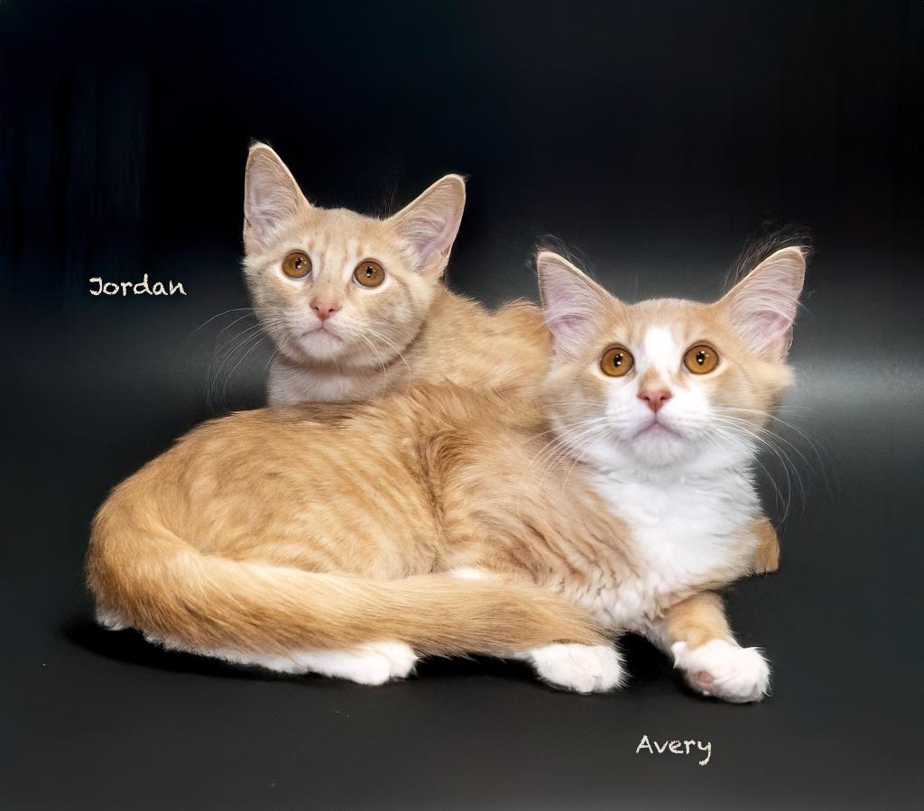 Jordan, Adoptable, Young Female Domestic Short Hair.