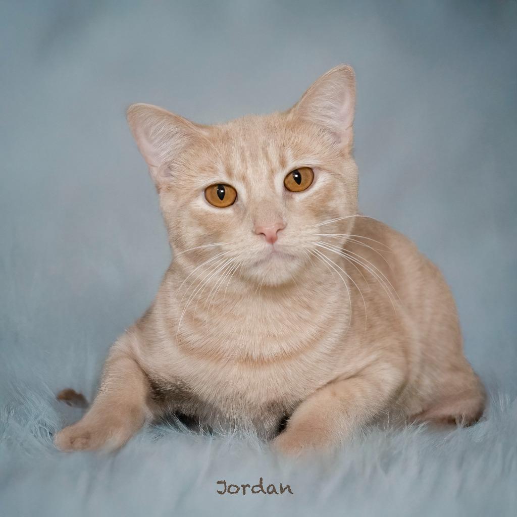 Jordan, a Adoptable mixed breed in Hot Springs Village, AR image 2/2