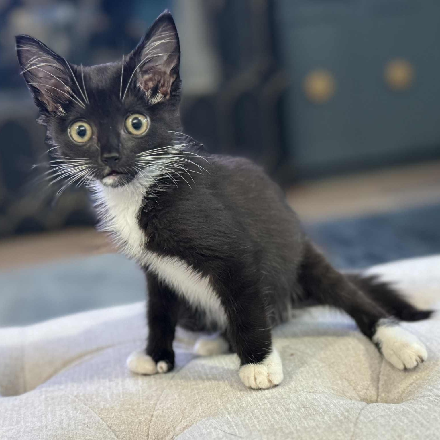 Abby - foster home