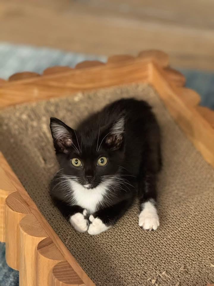 Abby - foster home