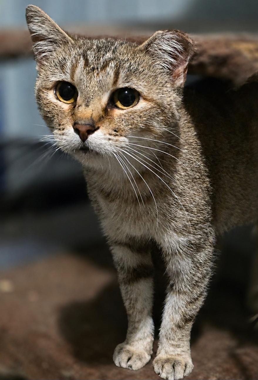 Tofu, Adoptable, Adult Female Domestic Short Hair.