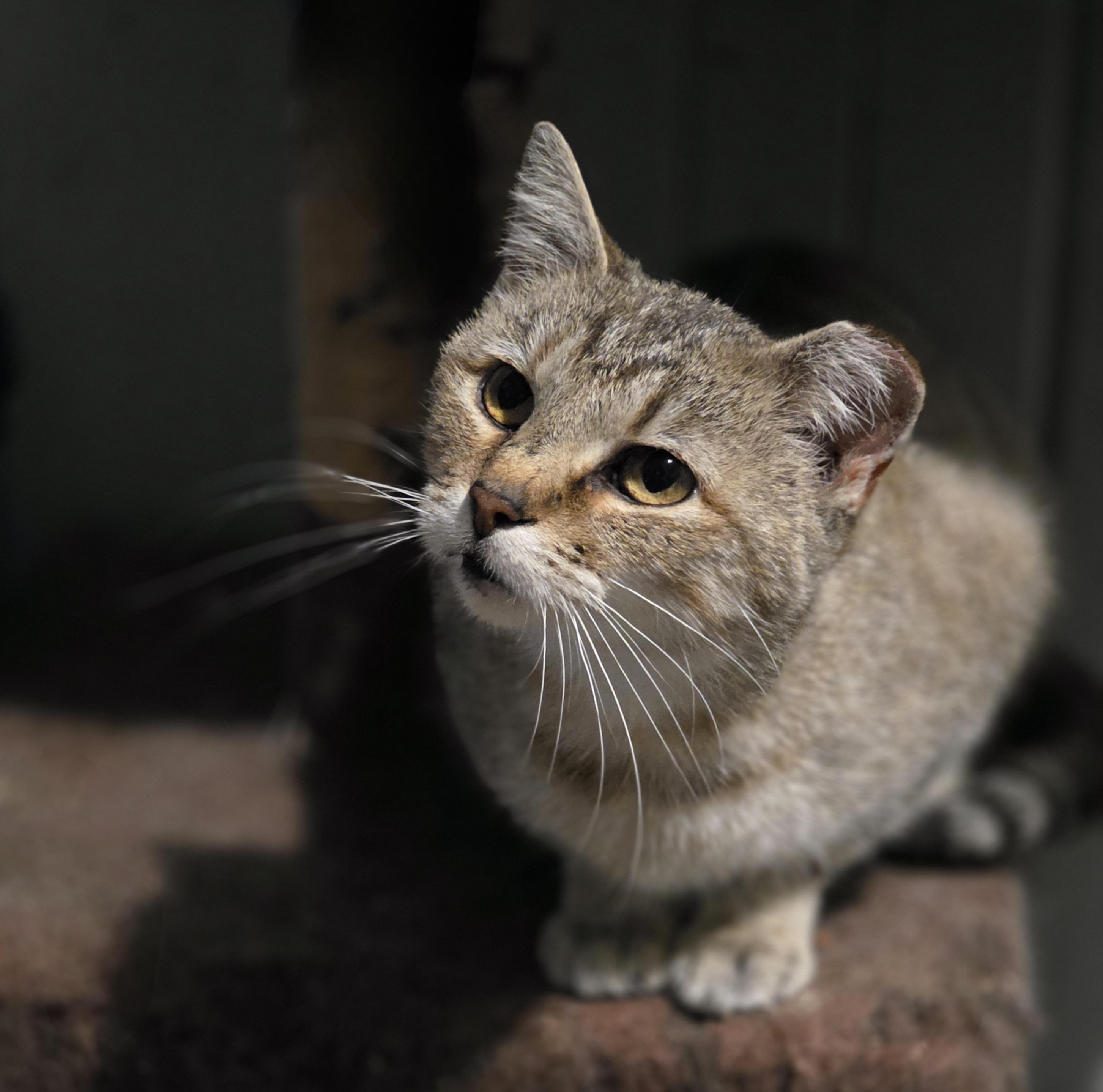 Enlarge Tofu, a Adoptable Domestic Short Hair in Lincoln, NE image 2/5