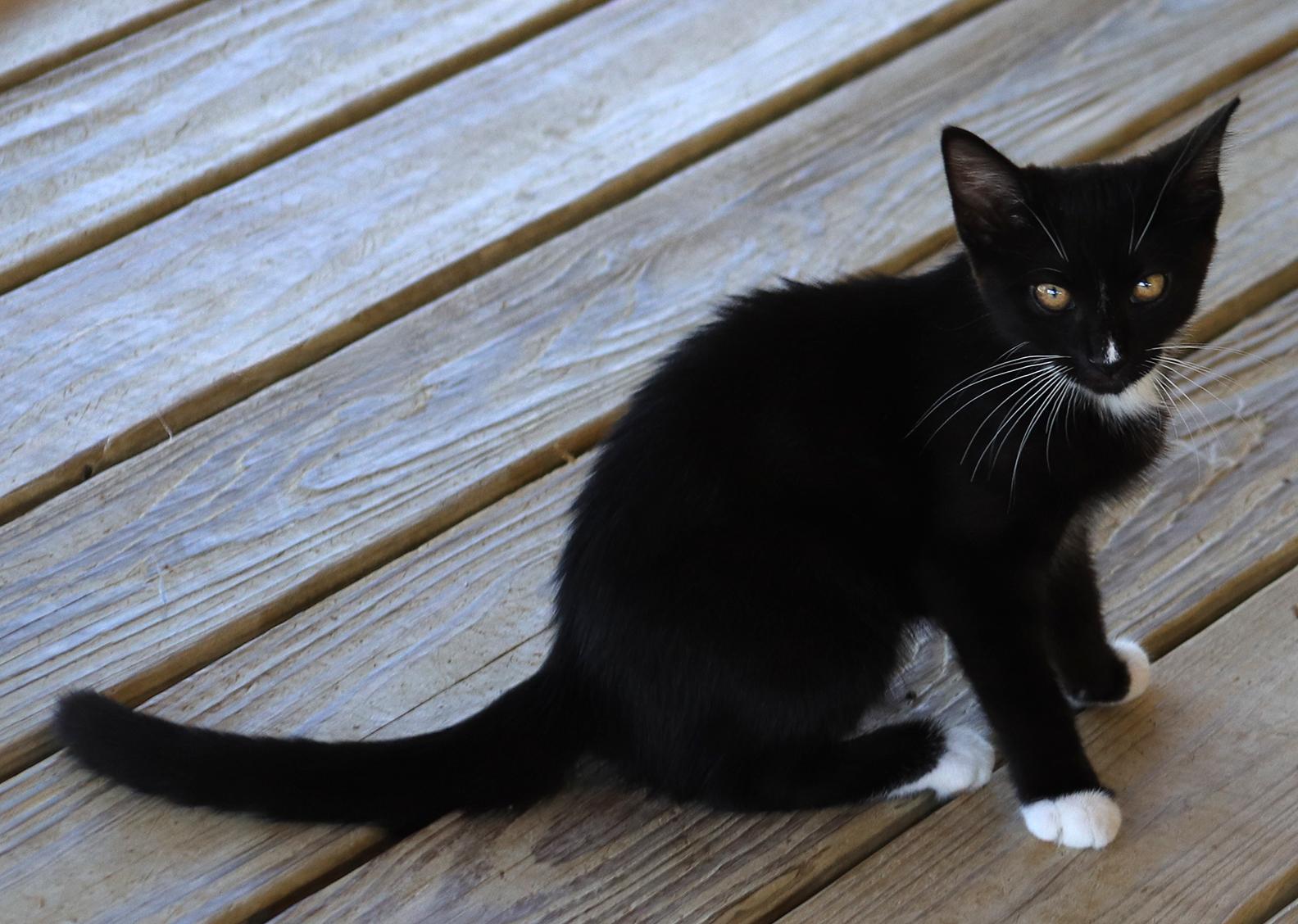 Daisy, an adopted Domestic Short Hair in North Fort Myers, FL image 3/3