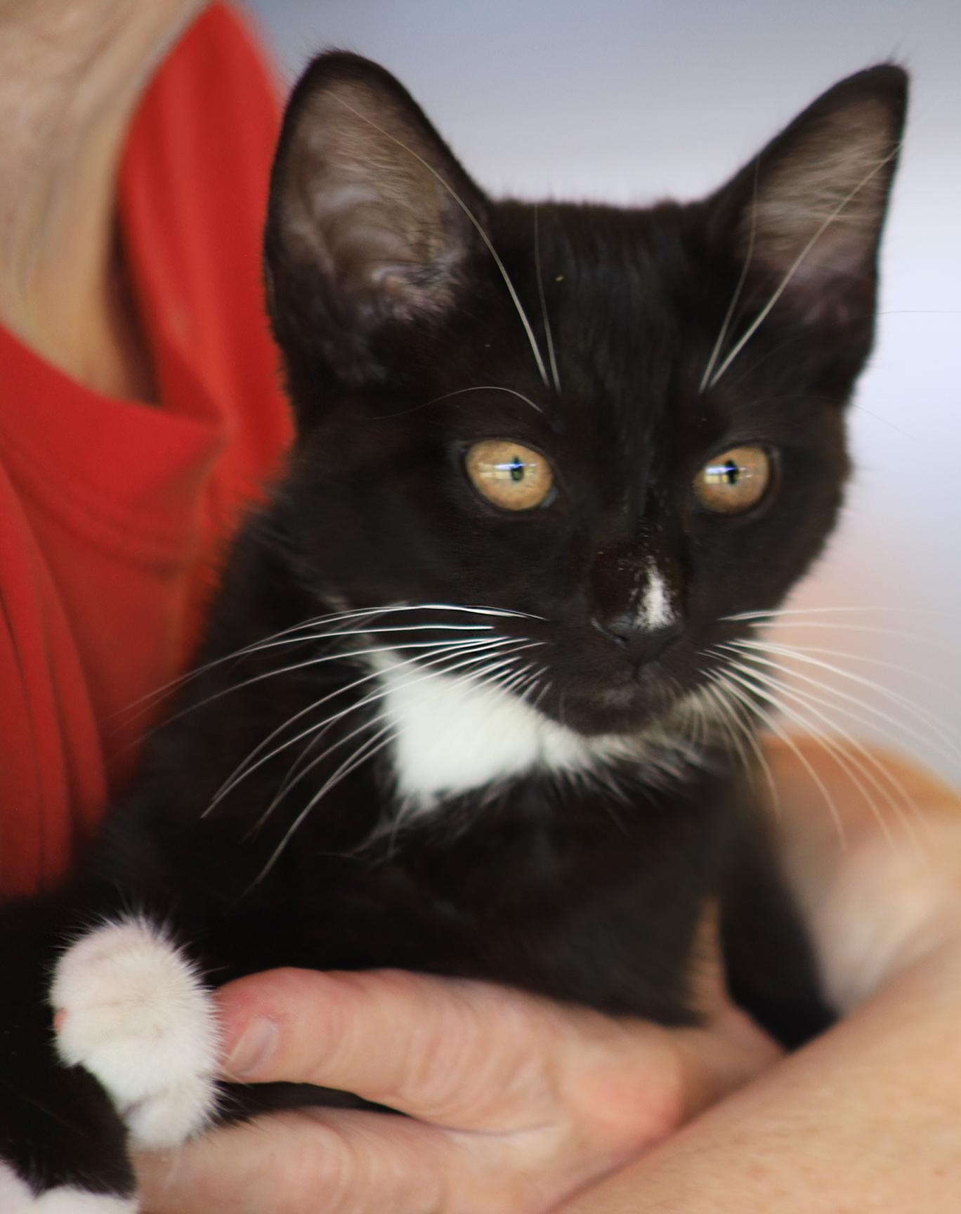 Daisy, adopted, Kitten Female Domestic Short Hair.