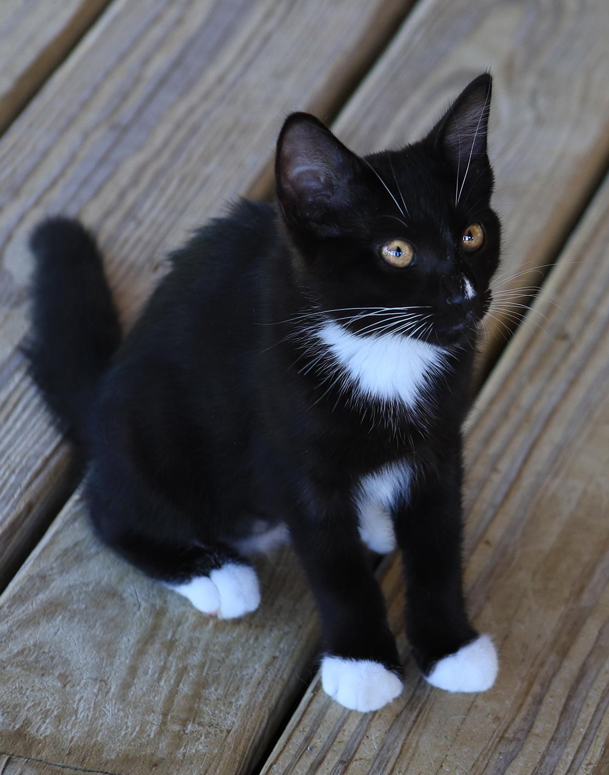 Daisy, an adopted Domestic Short Hair in North Fort Myers, FL image 2/3