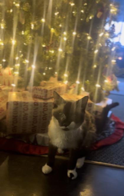 Scamper, ADOPTABLE, Senior Male Siamese.