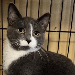 Enlarge Sophie, a Adoptable American Shorthair in Evans City, PA image 1/1