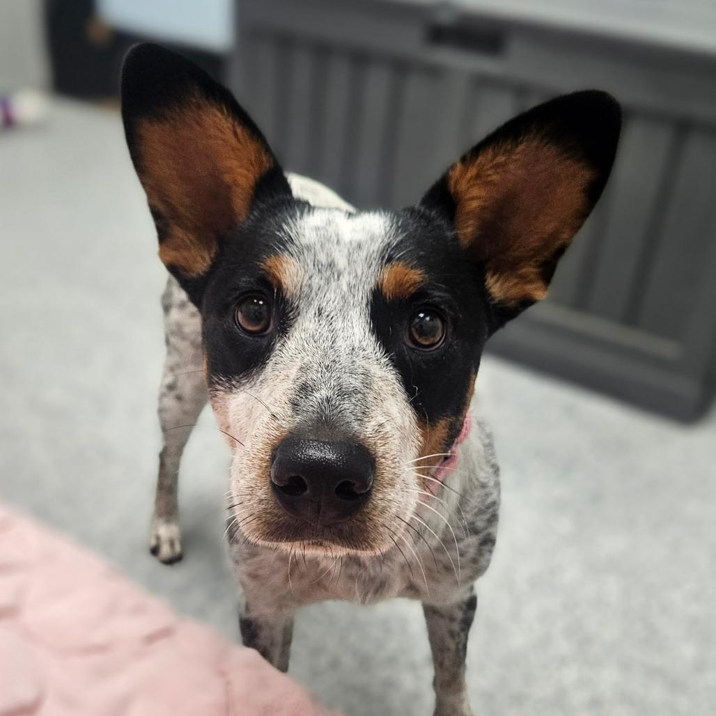 Rita, adopted, Adult Female Australian Cattle Dog / Blue Heeler.