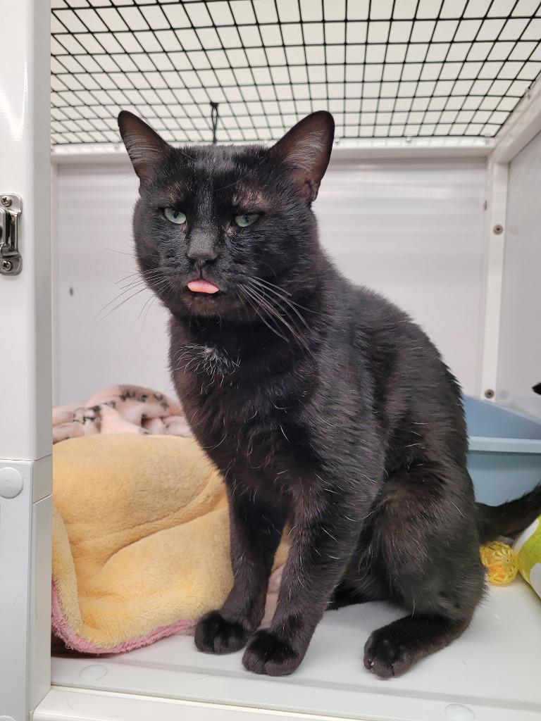 Enlarge Bagheera AHS, a Adoptable mixed breed in Youngtown, AZ image 1/4