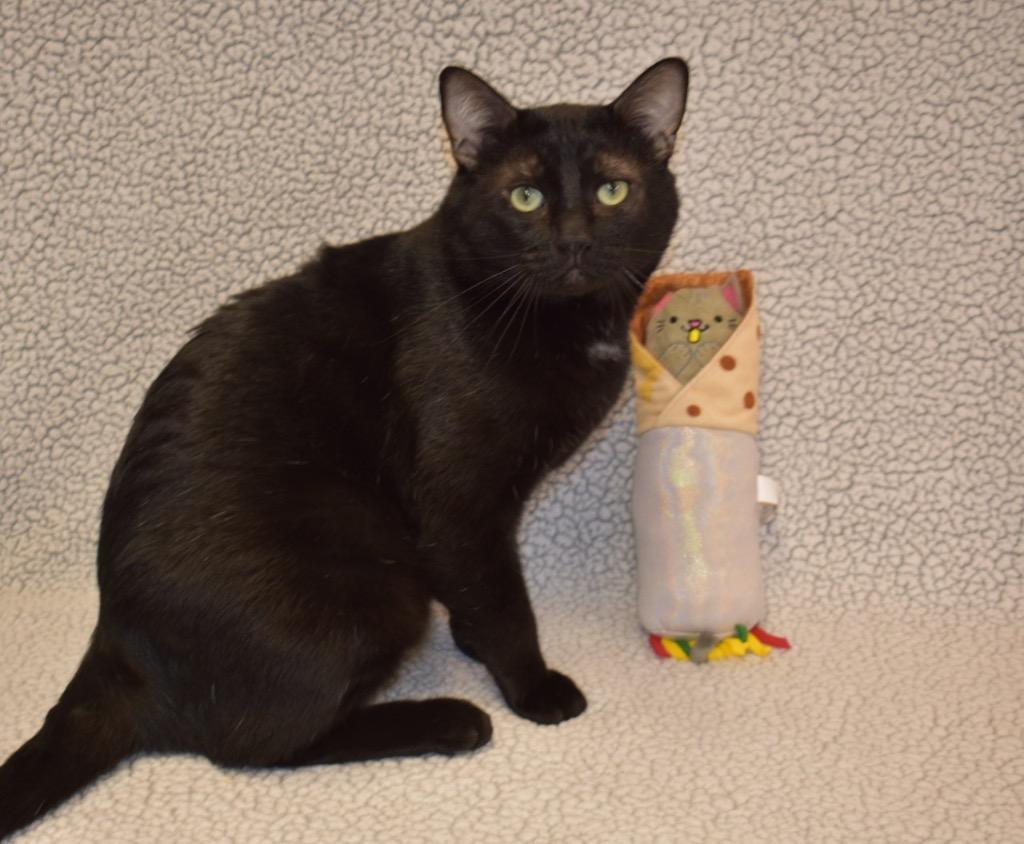 Enlarge Bagheera AHS, a Adoptable mixed breed in Youngtown, AZ image 2/4