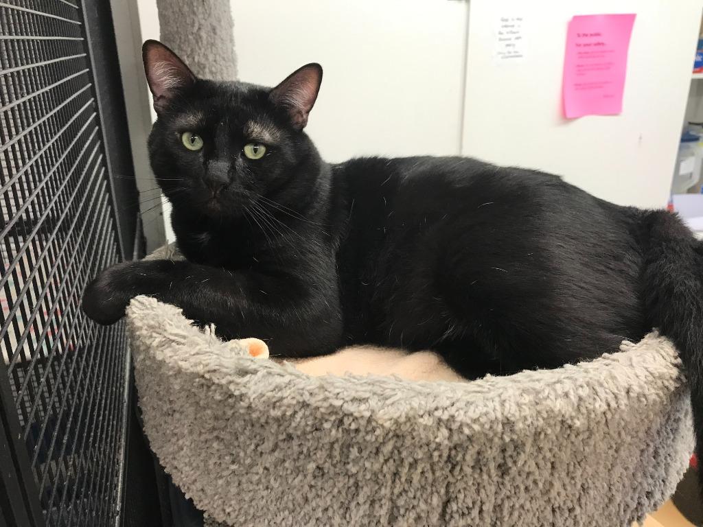 Enlarge Bagheera AHS, a Adoptable mixed breed in Youngtown, AZ image 3/4