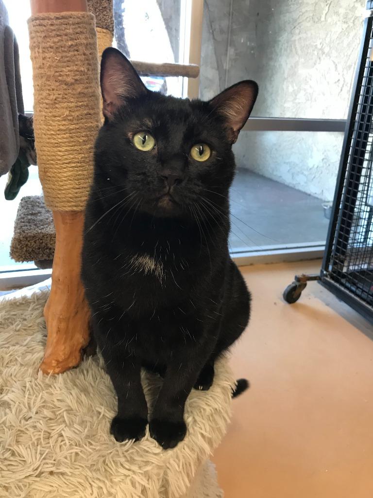 Enlarge Bagheera AHS, a Adoptable mixed breed in Youngtown, AZ image 4/4