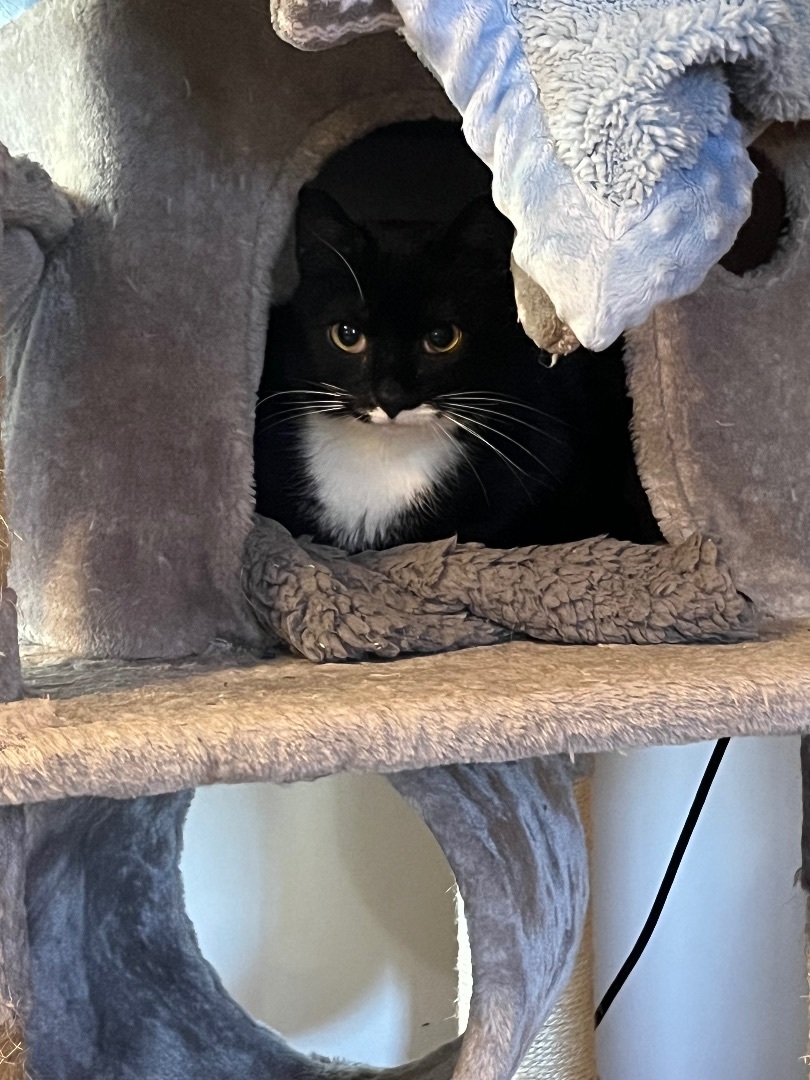 Enlarge Sylvie, a Adoptable Tuxedo in Baltimore, MD image 2/6