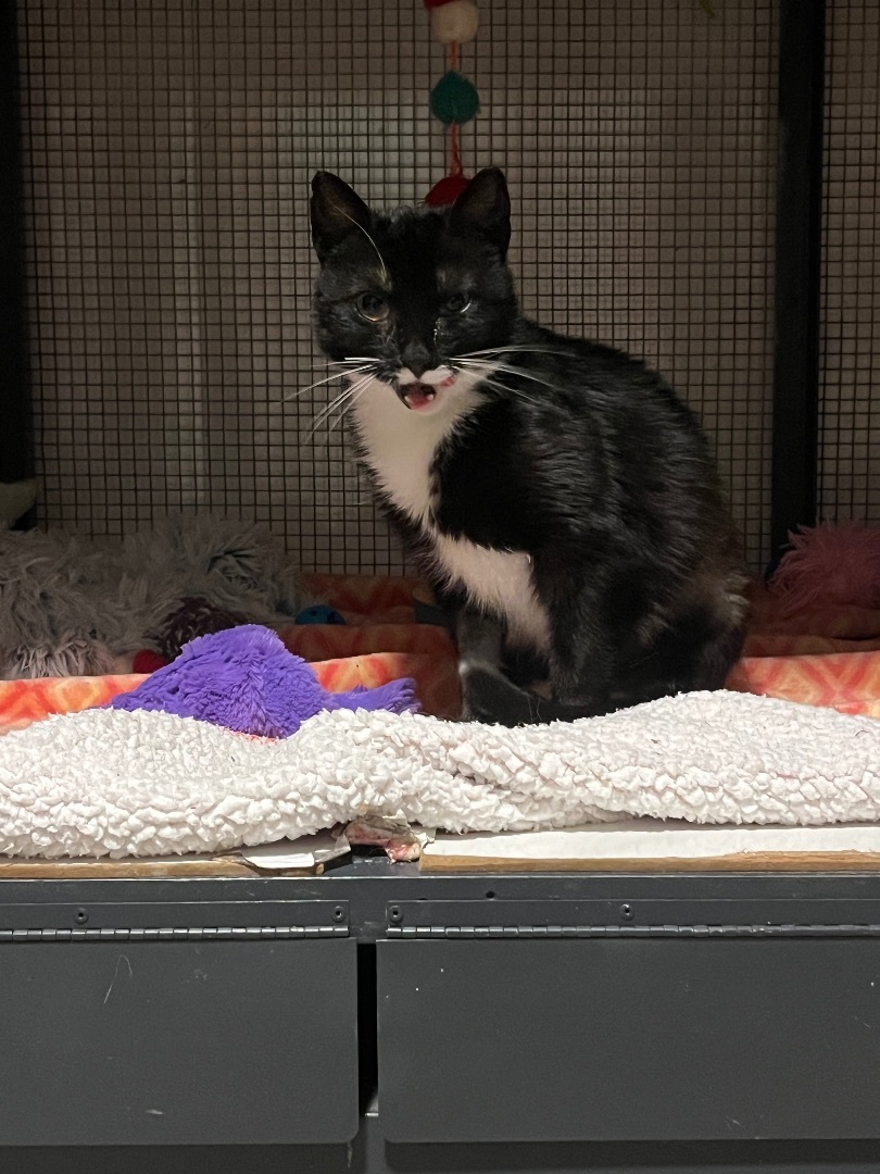 Enlarge Sylvie, a Adoptable Tuxedo in Baltimore, MD image 3/6