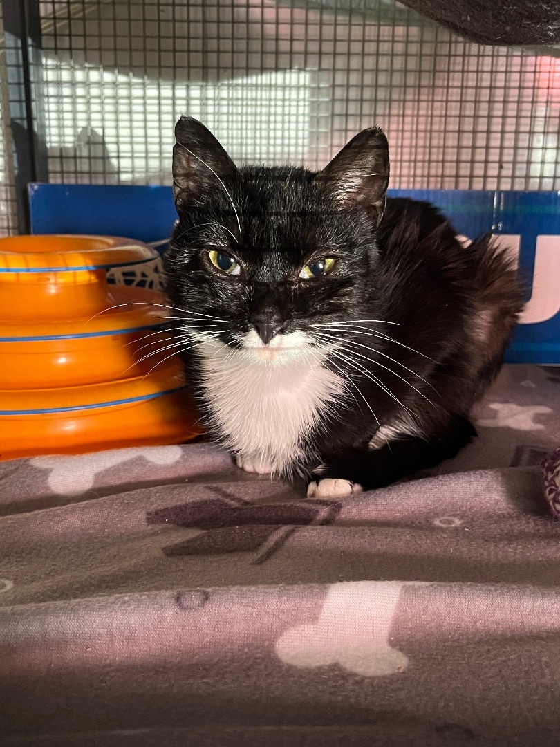 Enlarge Sylvie, a Adoptable Tuxedo in Baltimore, MD image 4/6