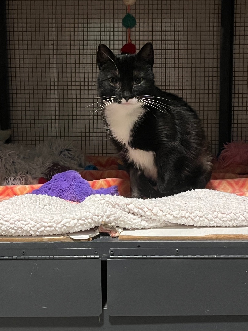 Enlarge Sylvie, a Adoptable Tuxedo in Baltimore, MD image 5/6